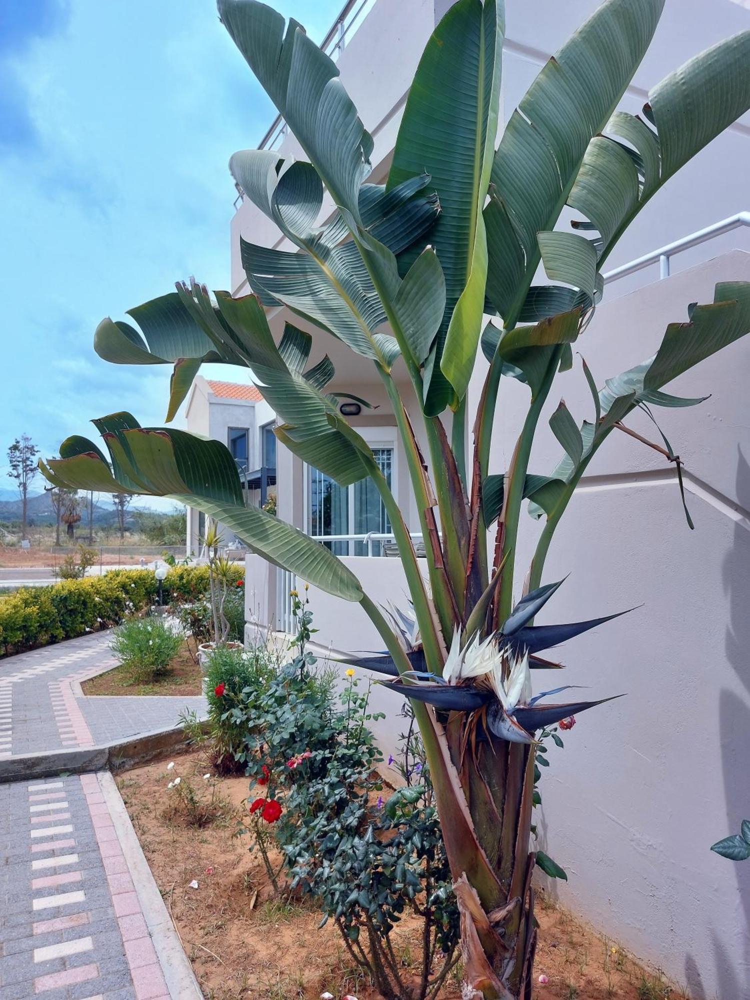 Gelina Apartments Platanias  Exterior photo